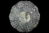 Detailed Nenoticidaris Fossil Urchin - Morocco #89252-1